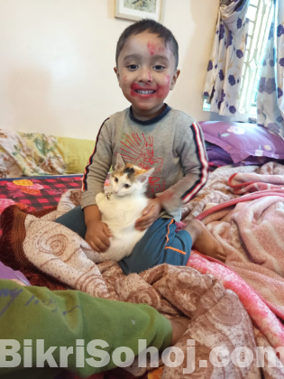urgent cat adopted 01720896065